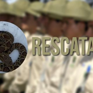 Guardabosques rescatan a serpiente cascabel que ingresó a un domicilio