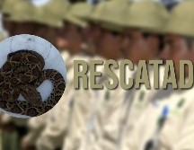 Guardabosques de Guadalajara lograron asegurar a una serpiente cascabel que ingresó a un domicilio del municipio. EL INFORMADOR / ARCHIVO