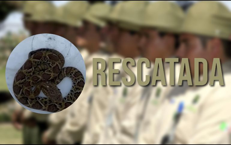 Guardabosques de Guadalajara lograron asegurar a una serpiente cascabel que ingresó a un domicilio del municipio. EL INFORMADOR / ARCHIVO