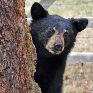Florida lanza programa para cazar osos negros por primera vez en 10 años