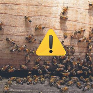Estos factores ponen en riesgo la presencia de abejas en México