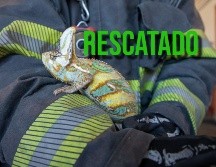 Elementos de Protección Civil y Bomberos de Guadalajara  lograron el rescate de un camaleón sin dueño en la vía pública. ESPECOAÑ / FACEBOOK Protección Civil y Bomberos GDL