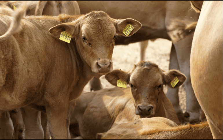 Los estados más afectados por casos de gusano barrenador son Chiapas, Tabasco, Campeche, Quintana Roo, Veracruz, Oaxaca, Yucatán. ESPECIAL