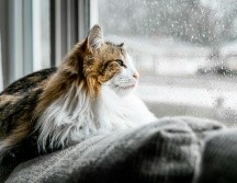 ¿Qué hacer para cuidar a tu gato en temporada de lluvias? UNSPLASH / K. BARBER