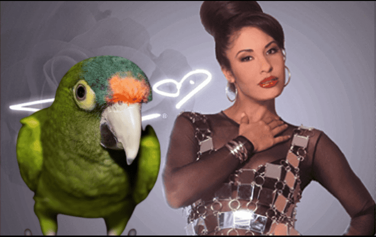 El video del ave el “Aguacate el Loro”, ya cuenta con más de 81 mil me gusta y más de 23 mil compartidos. ESPECIAL/ AP/ ARCHIVO/ Unsplash