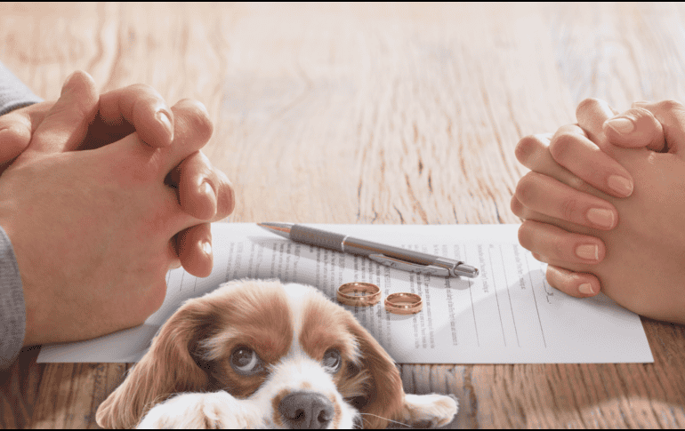 Cuando ocurre una separación, es esencial pensar en los derechos de las mascotas, pues también forman parte de la familia. ESPECIAL / CANVA