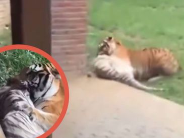 Aunque los cuidadores intervinieron con rapidez y lograron sedar al macho para evitar más daño, las lesiones sufridas por Indira resultaron fatales.  X/@AlertaMundoNews