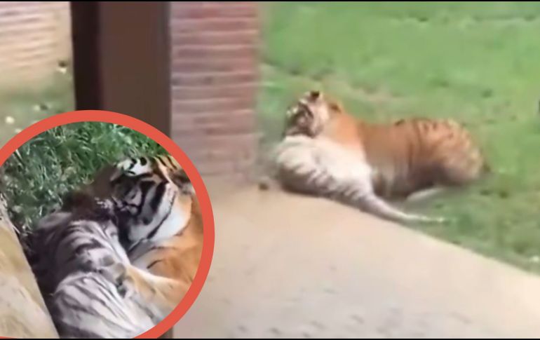 Aunque los cuidadores intervinieron con rapidez y lograron sedar al macho para evitar más daño, las lesiones sufridas por Indira resultaron fatales.  X/@AlertaMundoNews