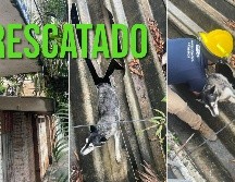 Elementos de Protección Civil y Bomberos de Puerto Vallarta lograron el rescate de un perro atorado en un techo vencido. ESPECIAL / FACEBOOK Protección Civil y Bomberos de Puerto Vallarta