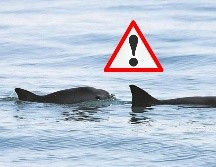 Desde 2018, cuando existían al menos 19 vaquitas marinas, el número de las especies disminuyó a seis en 2022. SUN / ARCHIVO