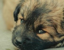 En esta ocasión, los afectados señalaron que un vecino del rumbo podría estar involucrado, ya que ha sido visto maltratando animales que se acercan a su vivienda. Unsplash