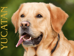 Vecinos afectados interpondrán una denuncia ante la Fiscalía General del Estado. ESPECIAL / CANVA