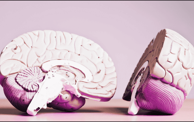 Los hallazgos tienen implicaciones para el tratamiento del dolor del miembro 
