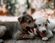 Es tu oportunidad para llevarte a casa un perrito y darle la oportunidad de tener un hogar responsable. Unsplash