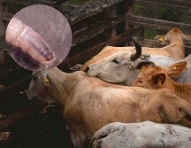 Durante la fase larvaria del GBG, los gusanos, que tienen ganchos bucales y espinas en el cuerpo con forma de tornillo o barreno. SUN / ESPECIAL