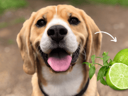 El collar de limones para curar la tos en perros es un mito sin fundamento científico. Más allá de ser ineficaz, puede generar molestias y retrasar la atención veterinaria adecuada. CANVA