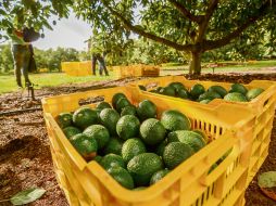 La producción aguacatera en Jalisco genera más de 43 mil empleos directos y 51 mil indirectos. ESPECIAL