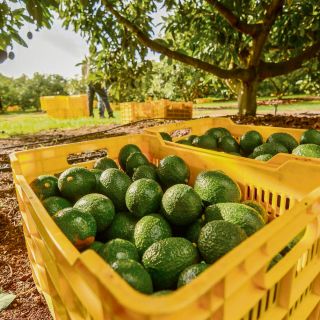 Otros cuatro municipios de Jalisco podrán exportar aguacate a Estados Unidos