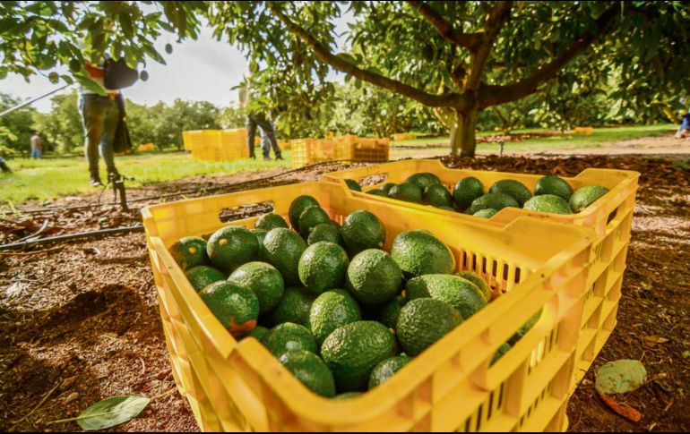 La producción aguacatera en Jalisco genera más de 43 mil empleos directos y 51 mil indirectos. ESPECIAL