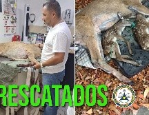 Se le tuvo que realizar una cesárea a la venada, de la que nacieron dos crías. ESPECIAL / FACEBOOK Protección Civil Jalisco