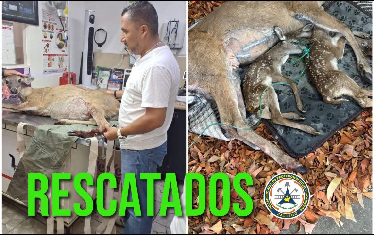 Se le tuvo que realizar una cesárea a la venada, de la que nacieron dos crías. ESPECIAL / FACEBOOK Protección Civil Jalisco