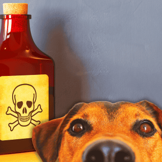 ¿Qué hacer en caso de envenenamiento de mi mascota?