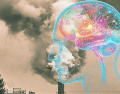 La exposición prolongada a contaminantes atmosféricos puede ralentizar el procesamiento mental, deteriorar la memoria y provocar cambios en la estructura del cerebro en la vejez. ESPECIAL