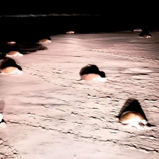 Más de 300 mil tortugas anidan en playas de Oaxaca