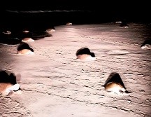En las costas de Oaxaca, la temporada de anidación de tortugas marinas golfinas (Lepidochelys olivacea) concluyó con éxito luego de que 312 mil 371 ejemplares lograron depositar sus huevos en las costas de playa La Escobilla y playa Morro Ayutla. X / @PROFEPA_Mx