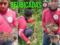 El día de ayer fueron reubicadas dos serpientes que se encontraban en espacios públicos de Manzanillo. ESPECIAL / FACEBOOK Direccion de Protección Civil y Bomberos Manzanillo