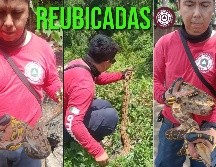 El día de ayer fueron reubicadas dos serpientes que se encontraban en espacios públicos de Manzanillo. ESPECIAL / FACEBOOK Direccion de Protección Civil y Bomberos Manzanillo