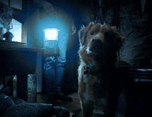 “Good Boy” es la historia de Indy, un perro que ve amenazada su tranquila vida junto con su familia cuando algo extraño y oscuro aparece en su casa. ESPECIAL / Good Boy / IMDb