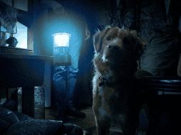 “Good Boy” es la historia de Indy, un perro que ve amenazada su tranquila vida junto con su familia cuando algo extraño y oscuro aparece en su casa. ESPECIAL / Good Boy / IMDb