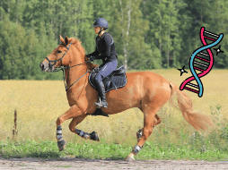 Esta modificación genética hizo a los caballos aptos para montarse. UNSPLASH / E. PITKÄNEN