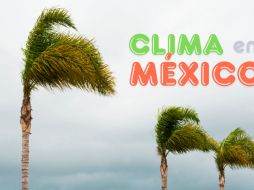 Las rachas fuertes de viento podrían ocasionar la caída de árboles y anuncios publicitarios. ESPECIAL / CANVA