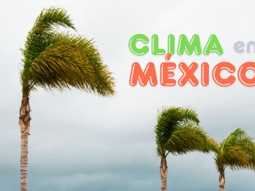 Las rachas fuertes de viento podrían ocasionar la caída de árboles y anuncios publicitarios. ESPECIAL / CANVA