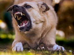 La Secretaría de Salud precisó que el registro oficial del caso se asignará a Jalisco, ya que allí ocurrió la agresión que derivó en el contagio.  CANVA