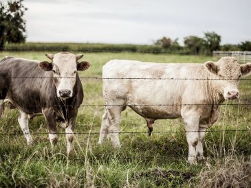 El cierre de la frontera estadounidense fue motivado por la presencia del gusano barrenador, una plaga parasitaria, en México. EL INFORMADOR/ARCHIVO