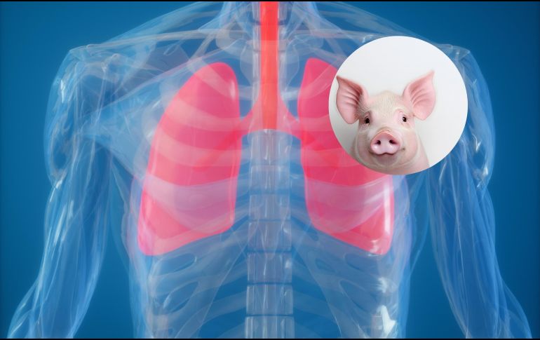 Estudios previos demostraron la viabilidad de trasplantar riñones, corazones e hígados de cerdos modificados a seres humanos, pero los pulmones presenta retos distintos debido a su complejidad anatómica y fisiológica. ESPECIAL / CANVA