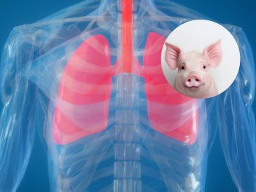 Estudios previos demostraron la viabilidad de trasplantar riñones, corazones e hígados de cerdos modificados a seres humanos, pero los pulmones presenta retos distintos debido a su complejidad anatómica y fisiológica. ESPECIAL / CANVA