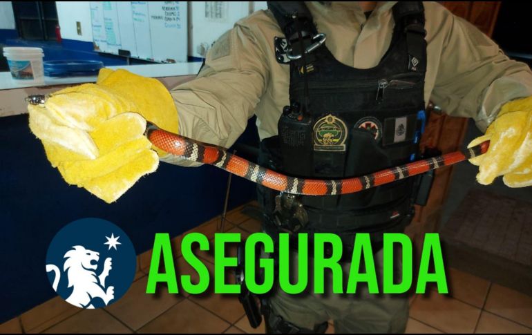 El espécimen será entregado a la Unasam de Tlajomulco. ESPECIAL / FACEBOOK Policía de Guadalajara