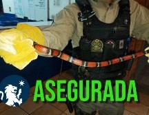 El espécimen será entregado a la Unasam de Tlajomulco. ESPECIAL / FACEBOOK Policía de Guadalajara