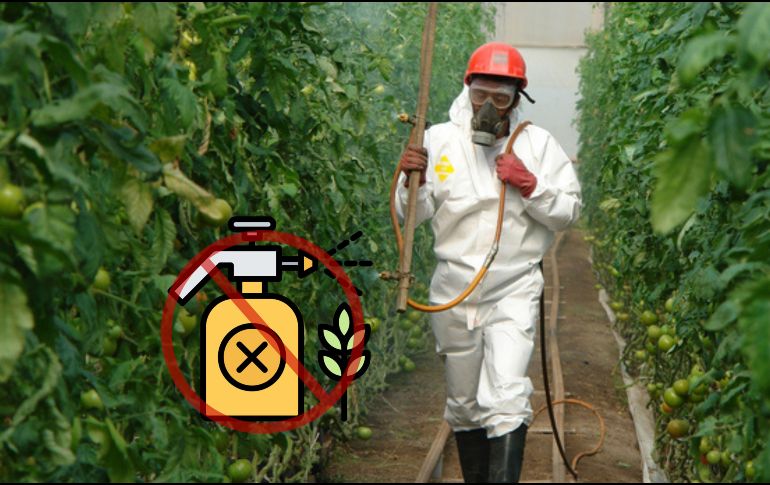 México anunció la prohibición por decreto de 35 moléculas de plaguicidas. ESPECIAL / GOBIERNO DE MÉXICO