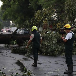Lluvia vespertina arrasa con 14 árboles en Guadalajara
