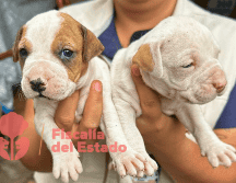 Tras el rescate, los animales fueron trasladados a las instalaciones del Centro de Acopio y Salud Animal de Tlajomulco de Zúñiga, donde recibirán la atención médica y los cuidados necesarios para su recuperación. ESPECIAL / Fiscalía de Jalisco