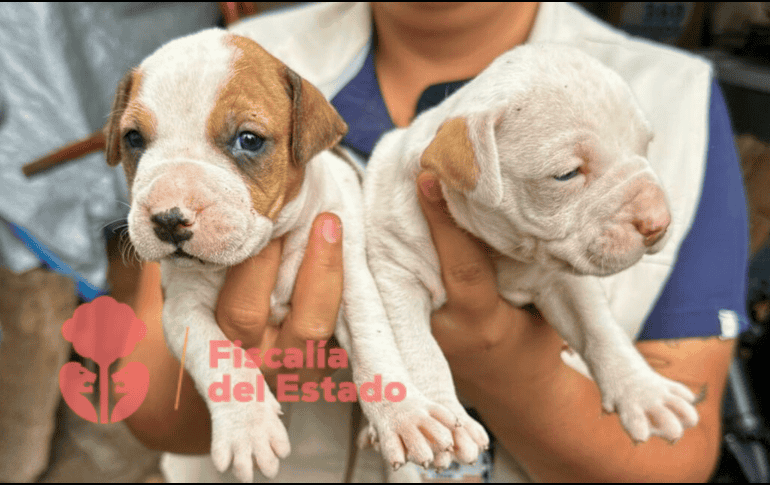 Tras el rescate, los animales fueron trasladados a las instalaciones del Centro de Acopio y Salud Animal de Tlajomulco de Zúñiga, donde recibirán la atención médica y los cuidados necesarios para su recuperación. ESPECIAL / Fiscalía de Jalisco