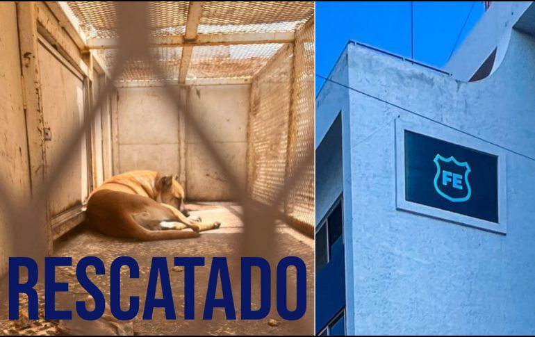 La Unidad de Crueldad Animal, de la Unidad de Investigación Especializada en Delitos Varios, atendió a un canino que estaba herido en calles de la colonia. ESPECIAL / Fiscalía del Estado / EL INFORMADOR / ARCHIVO