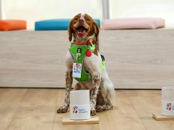 El trabajo de Manchas consiste en la identificación de fugas de agua al recurrir a sus de células olfativas. EFE / Aguas de Saltillo