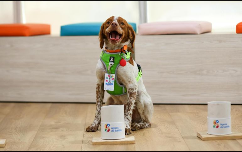 El trabajo de Manchas consiste en la identificación de fugas de agua al recurrir a sus de células olfativas. EFE / Aguas de Saltillo