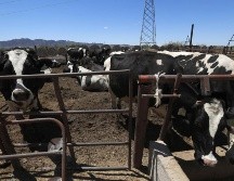 Ante los cierres en la frontera, se ha elevado la preocupación entre los ganaderos locales, quienes advierten que el cierre tiene consecuencias económicas severas. EFE / L. Torres